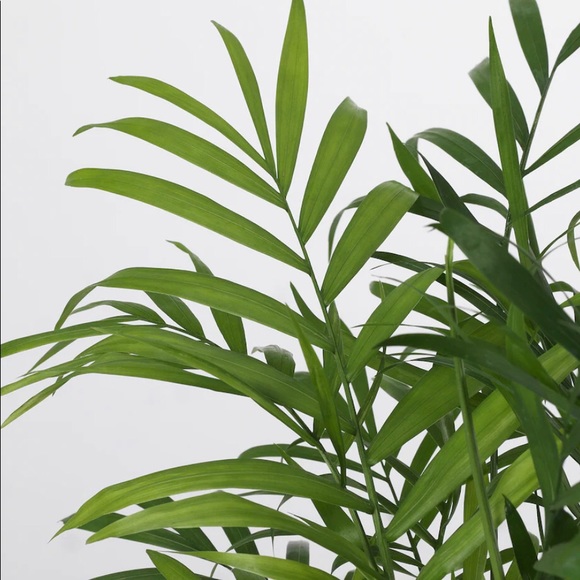 Artificial plant - Picture 2 of 2